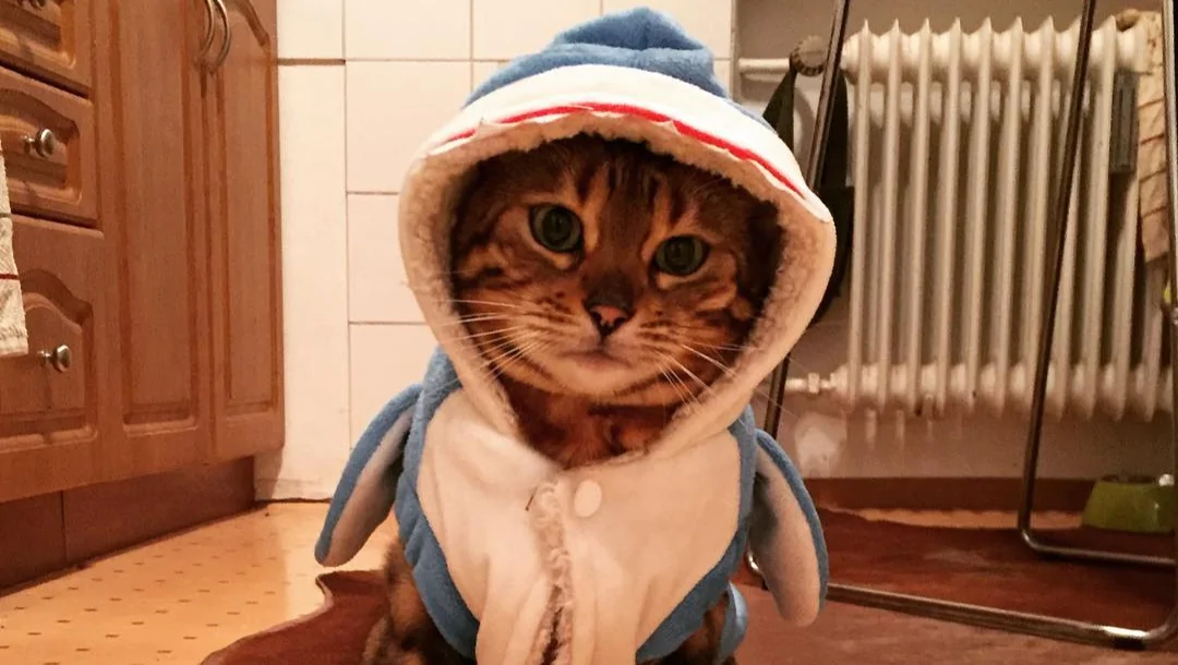 Help Zoey the Bengal Beat Vaccine-Induced Cancer – Fundraiser Donation Help